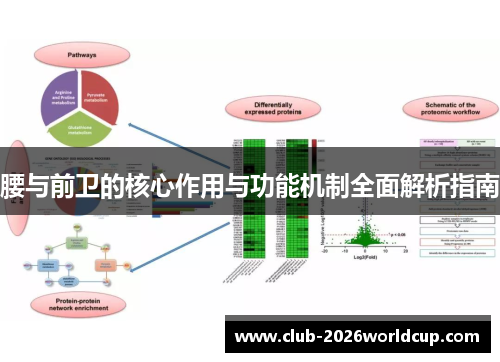 腰与前卫的核心作用与功能机制全面解析指南